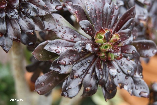 aeonium